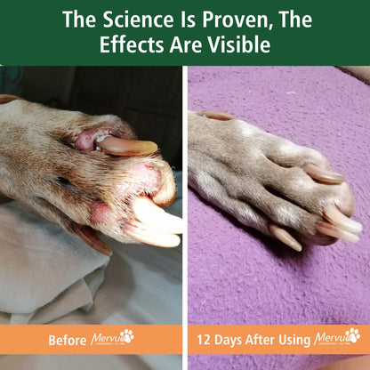 Skin & Coat Support for Dogs - Daily Liquid Supplement Lifestyle Shot 3