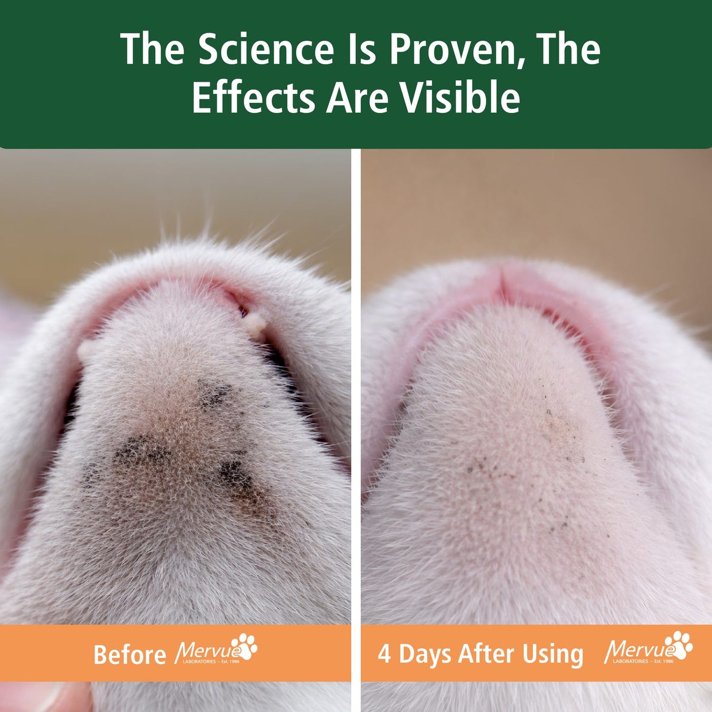 Skin & Coat Support for Cats - Daily Paste Supplement Lifestyle Shot 3
