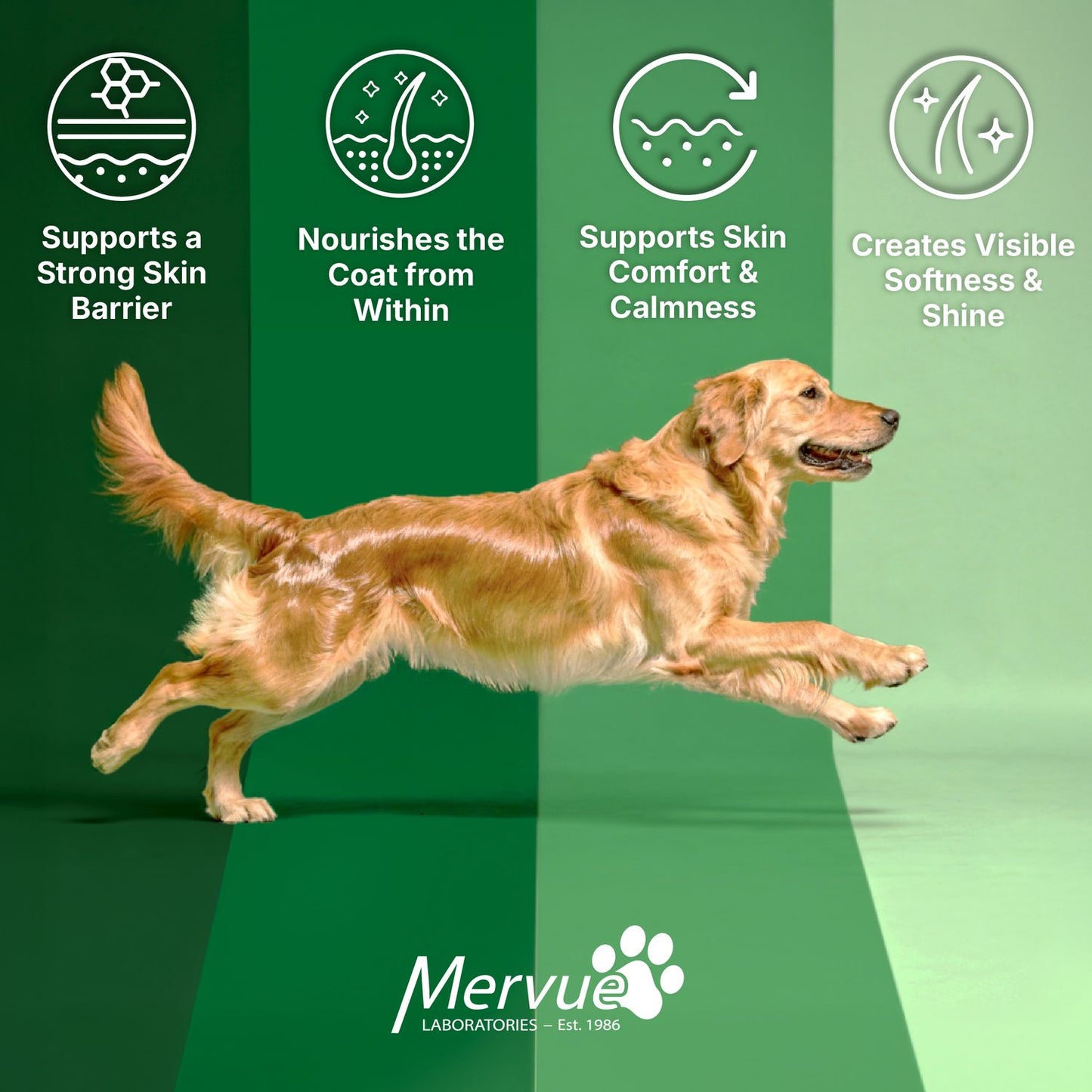 Skin & Coat Support for Dogs - Daily Liquid Supplement Lifestyle Shot 5