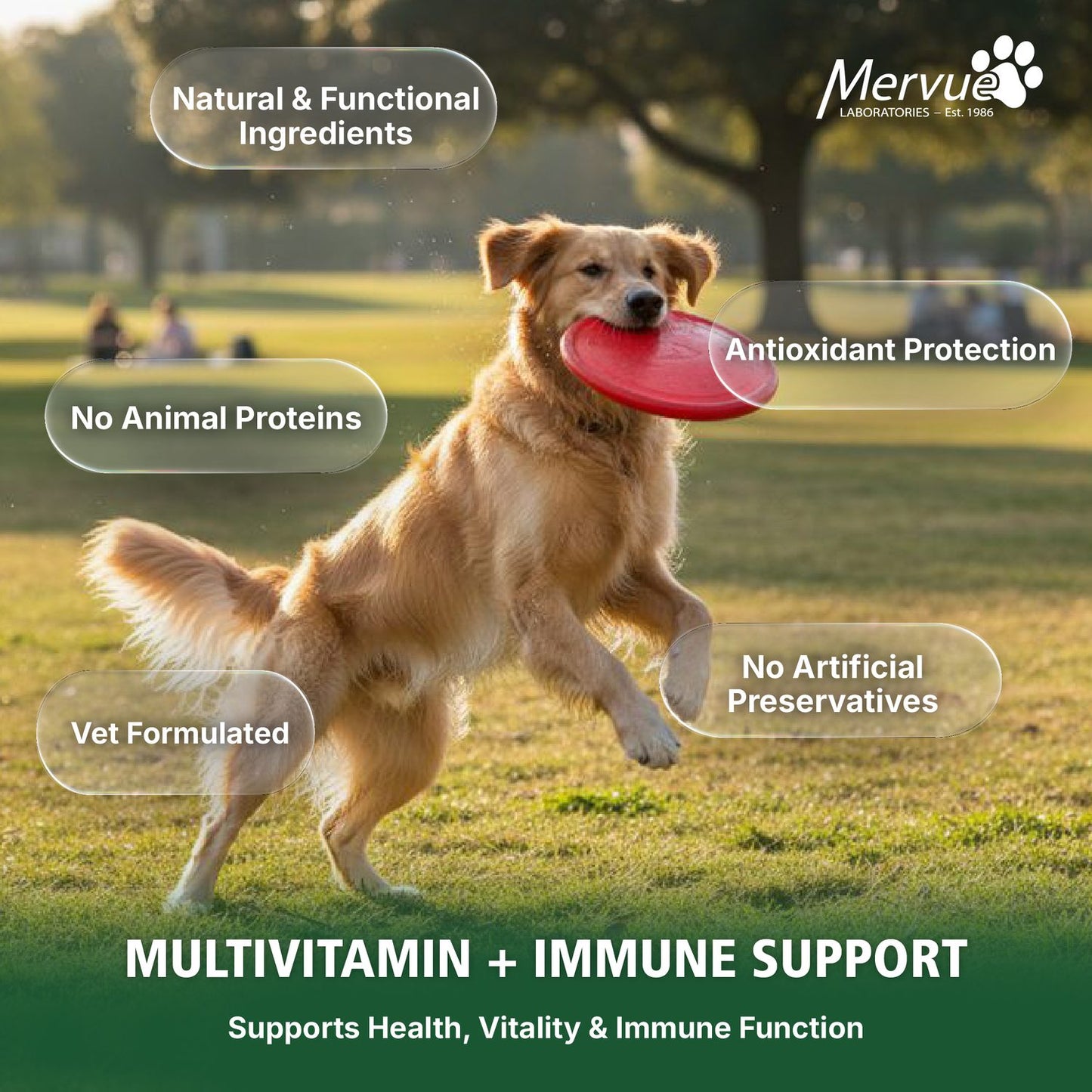 Multivitamin Immune Support for Dogs - Daily Liquid Supplement Lifestyle Shot 6
