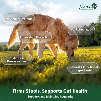 Digestive Stool Support for Dogs - Daily Supplement Lifestyle Shot 6