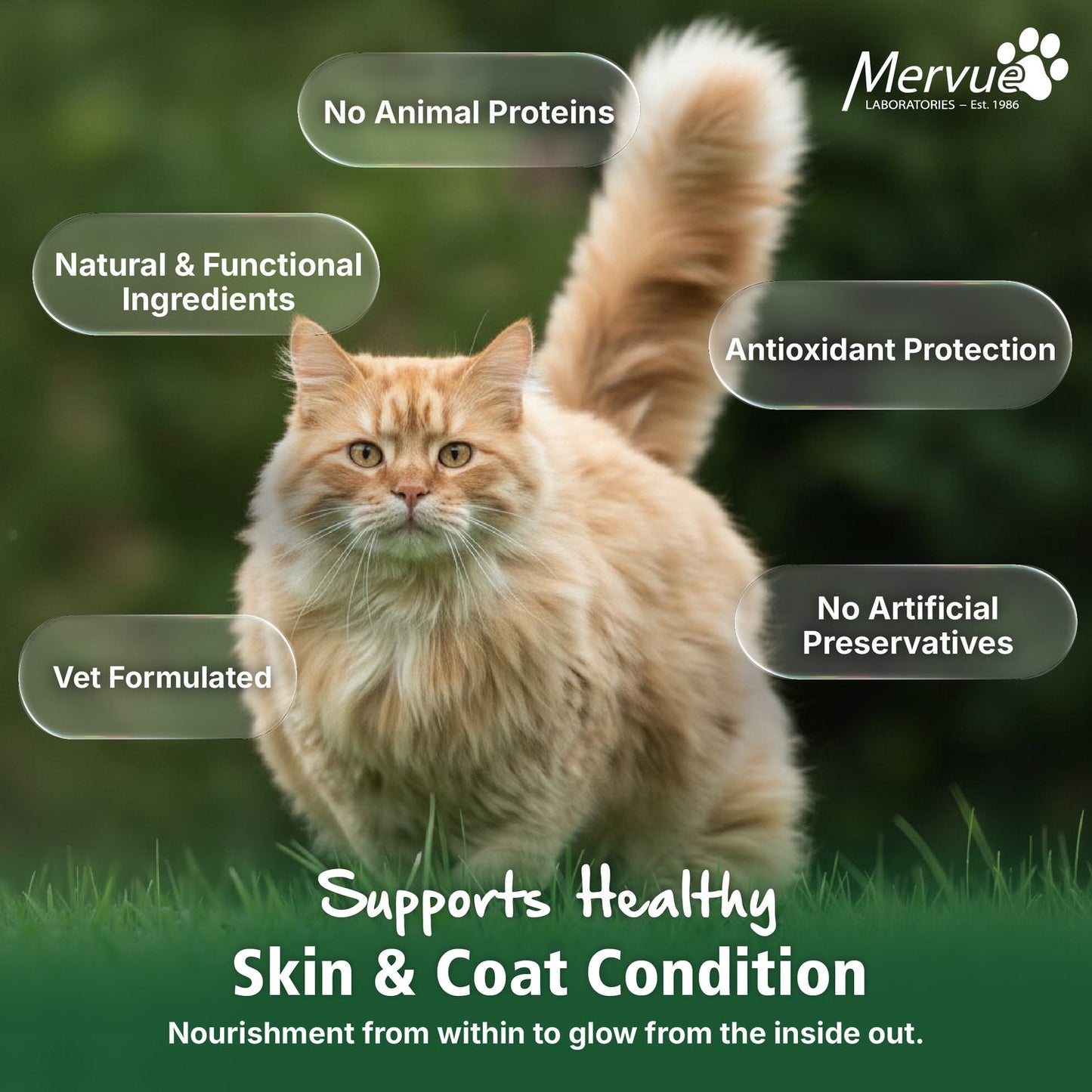 Skin & Coat Support for Cats - Daily Paste Supplement Lifestyle Shot 6