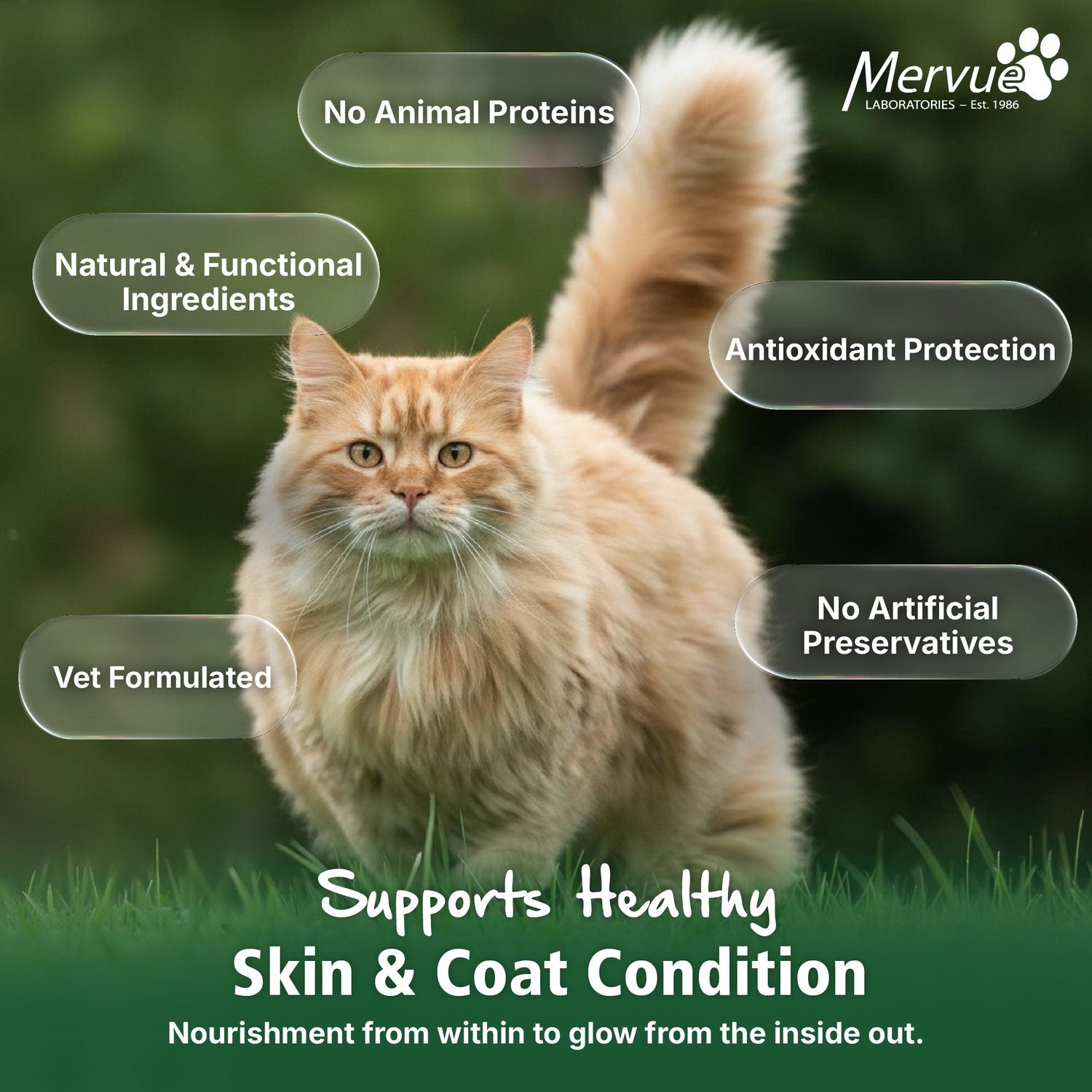Skin & Coat Support for Cats - Daily Paste Supplement Lifestyle Shot 6