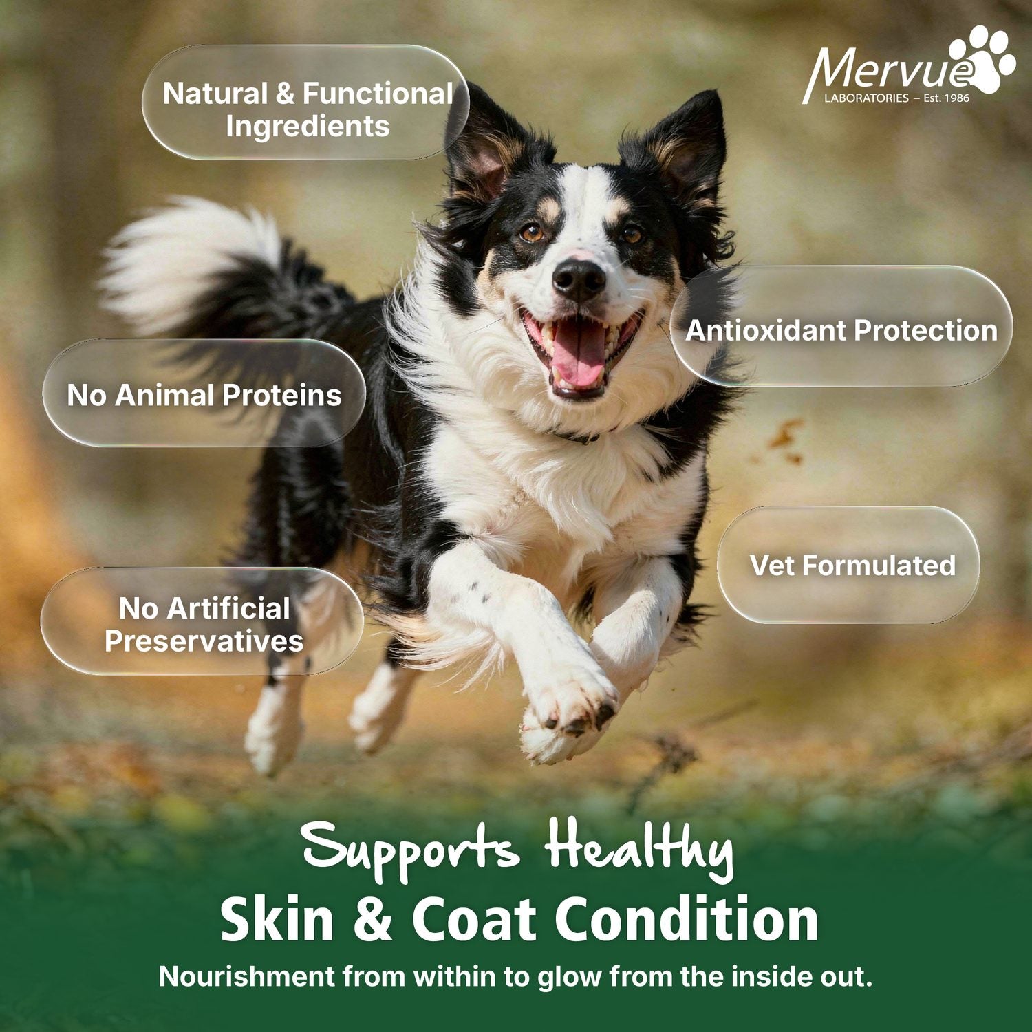 Skin & Coat Support for Dogs - Daily Liquid Supplement Lifestyle Shot 6